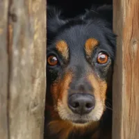 dog_fearful