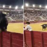 Ταύρος στην Ισπανία