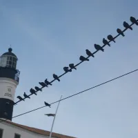 Πουλιά επάνω σε ηλεκτροφόρα καλώδια