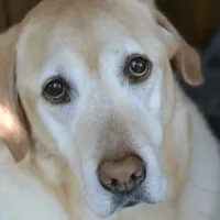 sad_dog