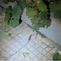 μαχαι