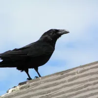 koraki