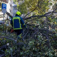 Πυροσβέστης σε επιχείρηση απομάκρυνσης πεσμένου δέντρου