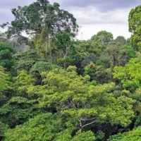 rainforest