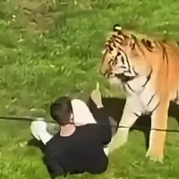 Τίγρης στην Αγγλία