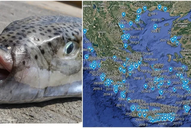 Διαδραστικός χάρτης με την εξάπλωση του λαγοκέφαλου στην Ελλάδα