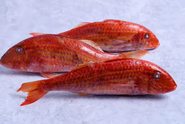 barboyni