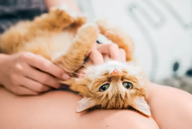 gata
