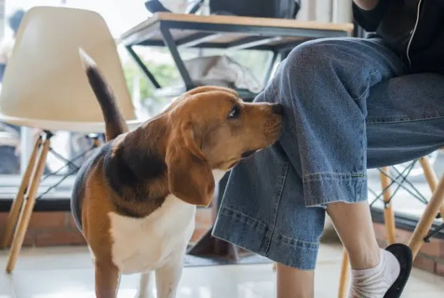 dog