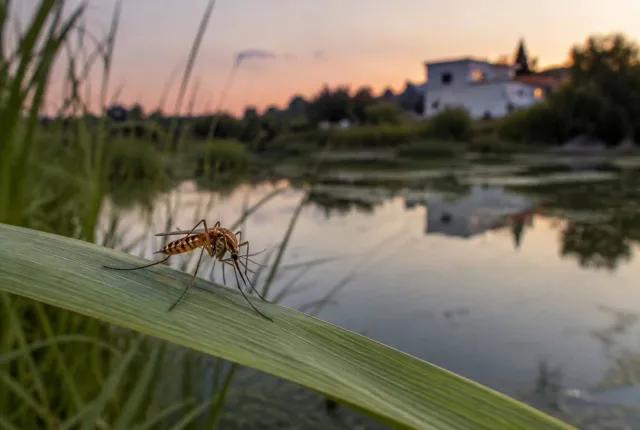 ιός του Δυτικού Νείλου