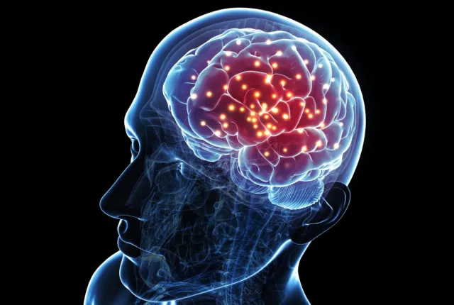 brain