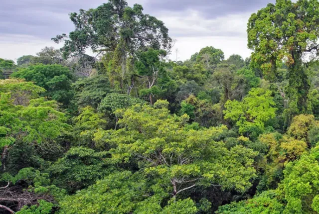 rainforest