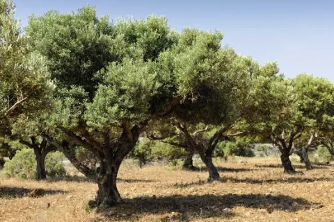 ελια