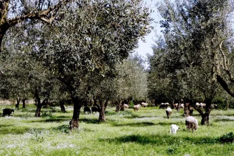 Ελιές