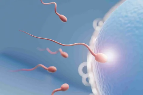 sperm