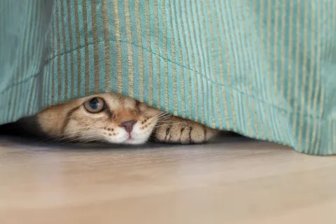 gata