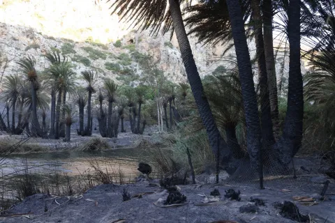 preveli