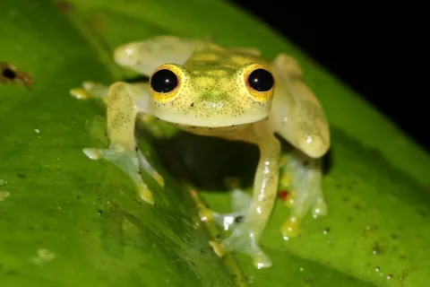 FROG