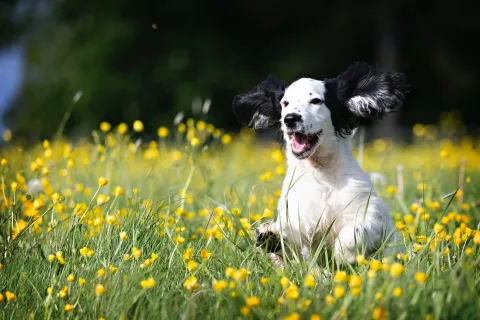 happydogs