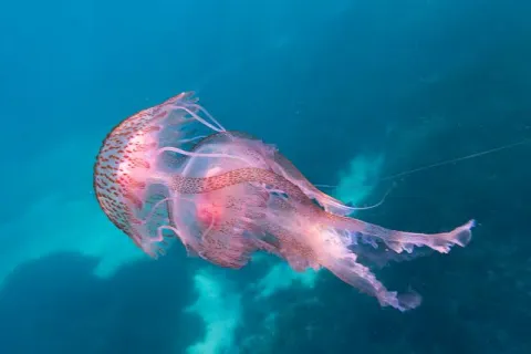 medousa