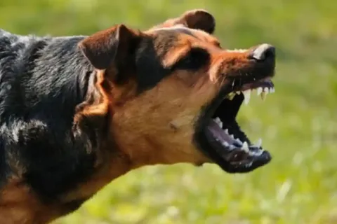 Άγριος σκύλος την ώρα που γαβγίζει