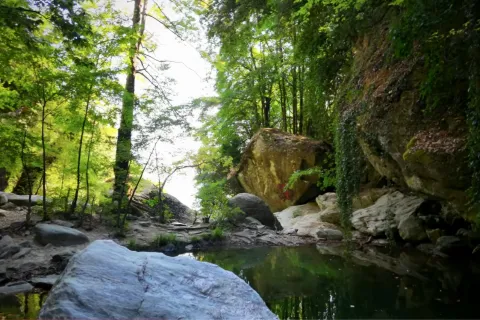 faraggi