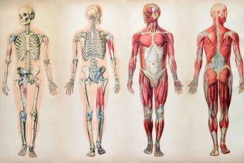 human body