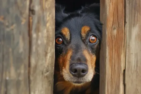 dog_fearful