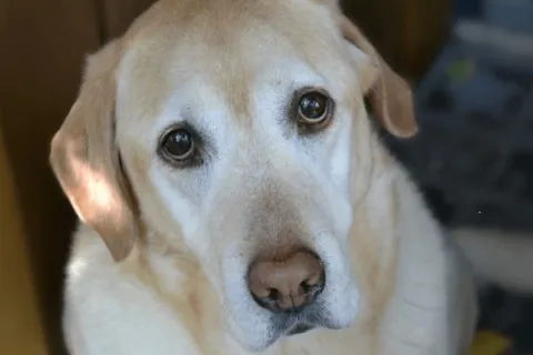 sad_dog