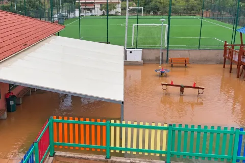Κρήτη σγουροκεφαλι