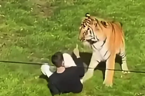 Τίγρης στην Αγγλία