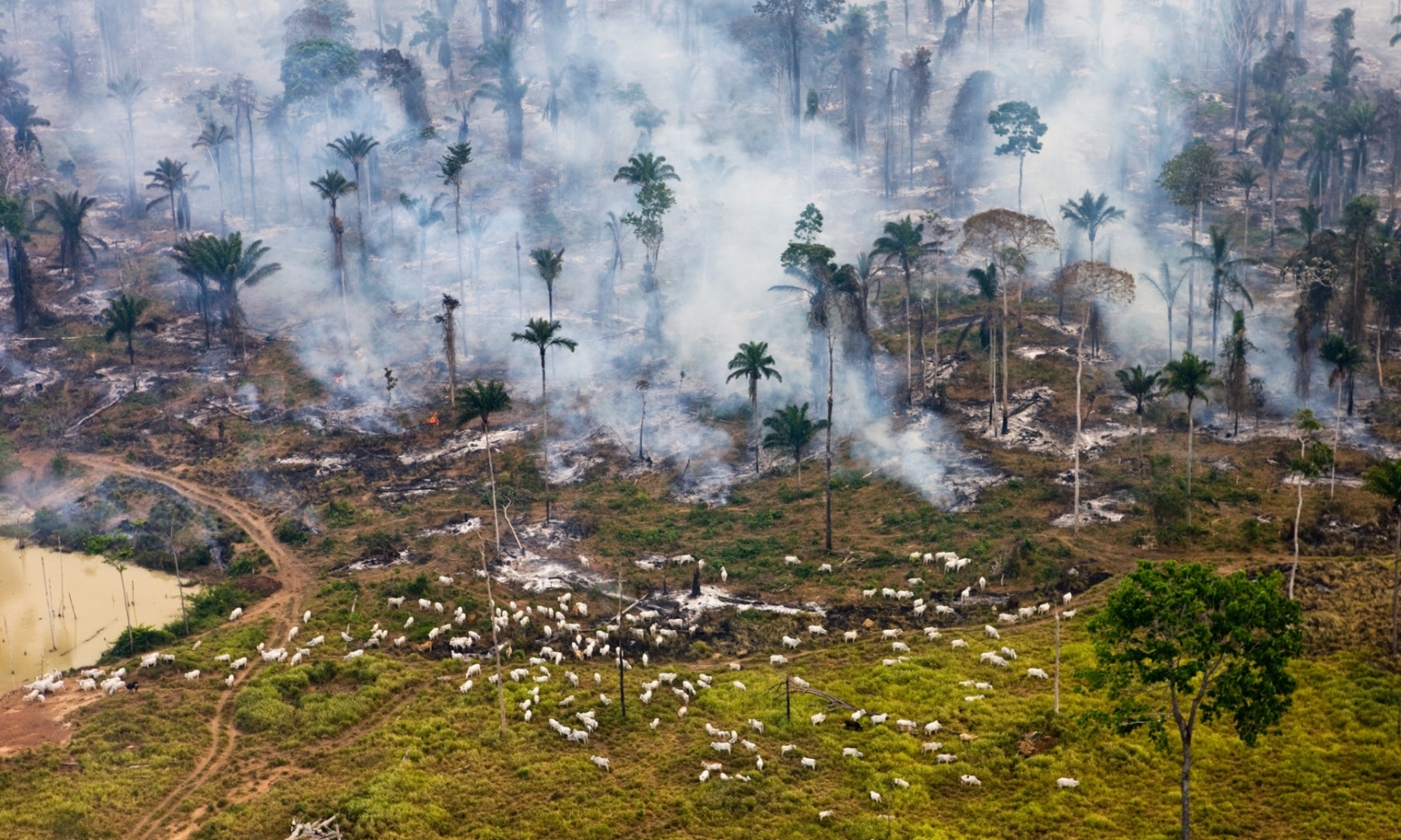 Amazon jungle in Brazil 