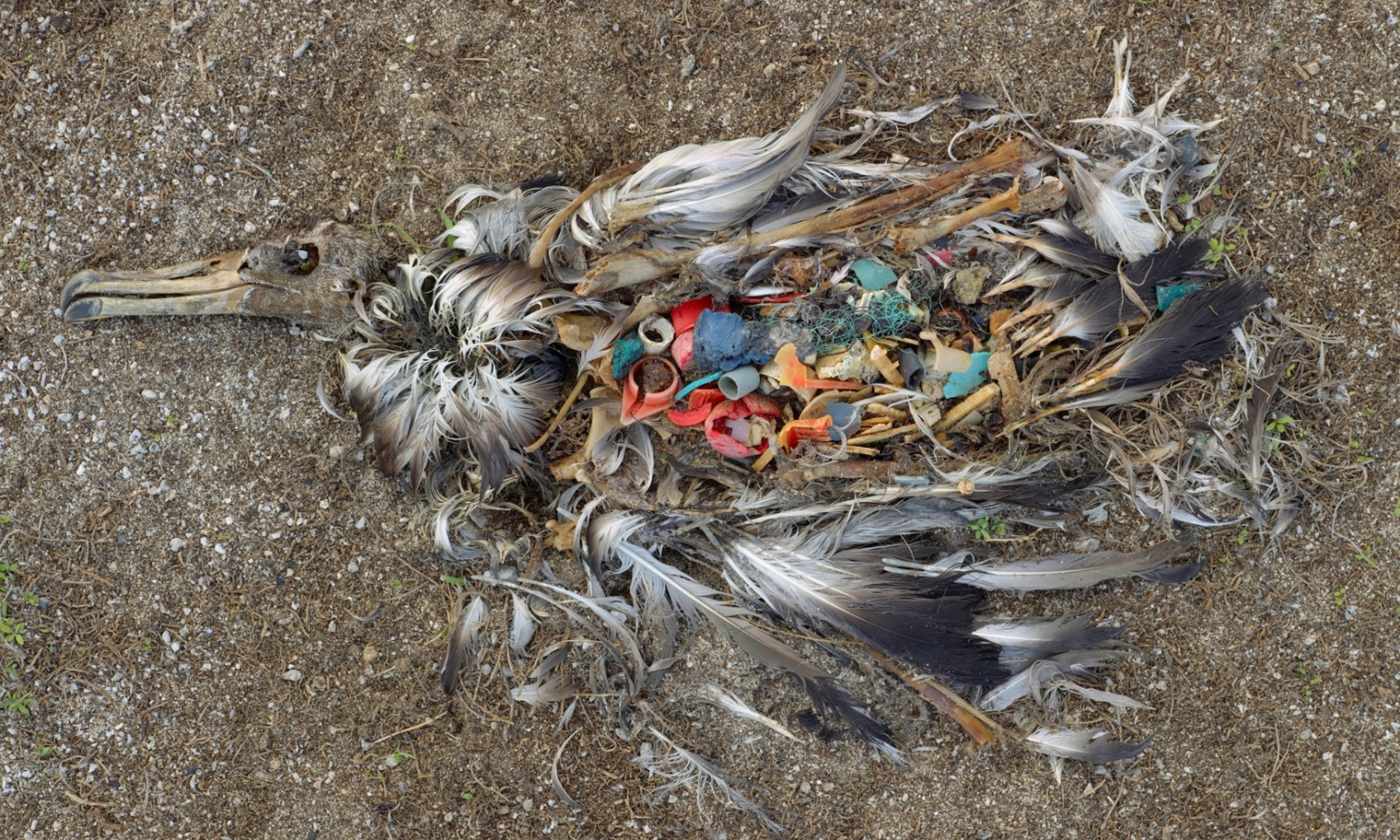 Dead bird