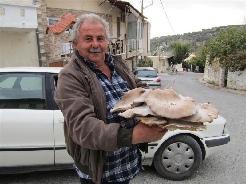 μανιτάρια