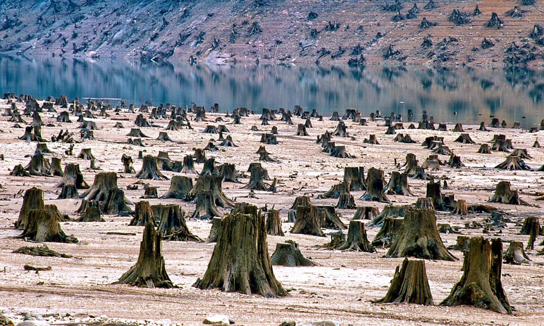 National Forest in Oregon
